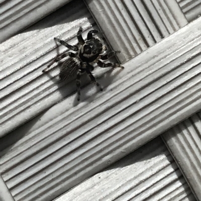 Maratus griseus (Jumping spider) at Cook, ACT - 29 Nov 2020 by MattFox