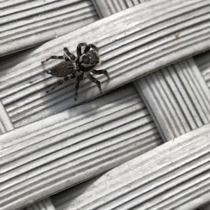 Maratus griseus at Cook, ACT - suppressed