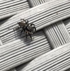 Maratus griseus at Cook, ACT - suppressed