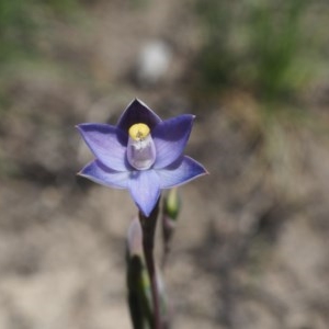 Thelymitra pauciflora at Paddys River, ACT - suppressed