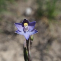 Thelymitra pauciflora (Slender Sun Orchid) at Paddys River, ACT - 2 Dec 2020 by IanBurns