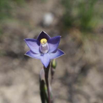 Thelymitra pauciflora (Slender Sun Orchid) at Gibraltar Pines - 2 Dec 2020 by IanBurns