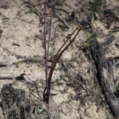 Thelymitra pauciflora at Paddys River, ACT - suppressed