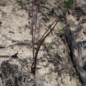 Thelymitra pauciflora at Paddys River, ACT - suppressed