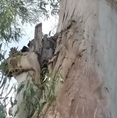 Apis mellifera (European honey bee) at ANU Banks Precinct - 2 Dec 2020 by coatesj