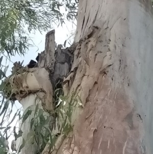 Apis mellifera at Acton, ACT - 2 Dec 2020