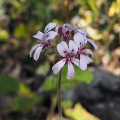 Pelargonium australe (Austral Stork's-bill) at Paddys River, ACT - 2 Dec 2020 by IanBurns
