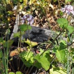 Pelargonium australe at Paddys River, ACT - 2 Dec 2020