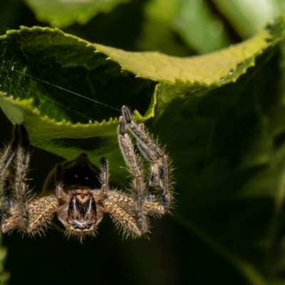 Neosparassus sp. (genus) (Unidentified Badge huntsman) at Macgregor, ACT - 1 Dec 2020 by Roger