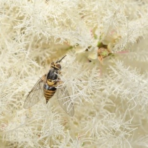 Australiphthiria hilaris at Acton, ACT - 1 Dec 2020