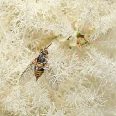 Australiphthiria hilaris (Slender Bee Fly) at ANBG - 1 Dec 2020 by TimL