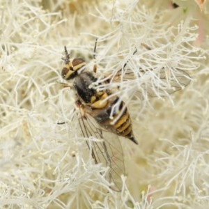 Australiphthiria hilaris at Acton, ACT - 1 Dec 2020