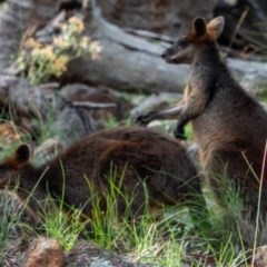 Wallabia bicolor at Majura, ACT - 2 Dec 2020