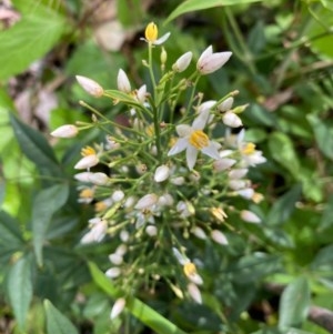 Nandina domestica at Conder, ACT - 2 Dec 2020