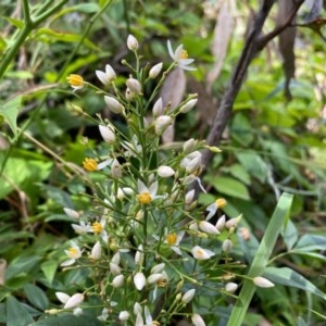 Nandina domestica at Conder, ACT - 2 Dec 2020