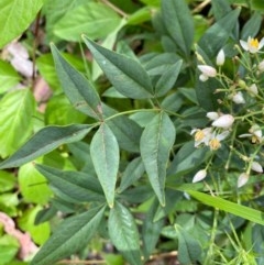 Nandina domestica at Conder, ACT - 2 Dec 2020