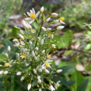 Nandina domestica at Conder, ACT - 2 Dec 2020