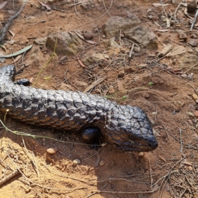 Tiliqua rugosa (Shingleback Lizard) at Mount Majura - 30 Nov 2020 by sbittinger