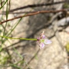 Laxmannia gracilis (Slender wire lily) at Conder, ACT - 2 Dec 2020 by Shazw