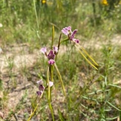 Diuris dendrobioides (Late Mauve Doubletail) at Conder, ACT - 2 Dec 2020 by Shazw