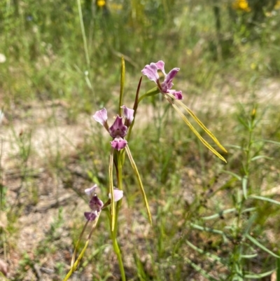 Diuris dendrobioides (Late Mauve Doubletail) by Shazw