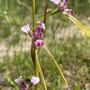 Diuris dendrobioides at suppressed - suppressed