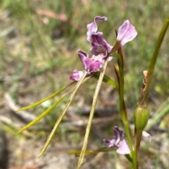 Diuris dendrobioides at suppressed - suppressed