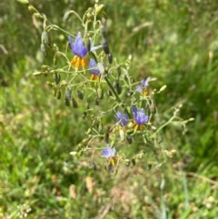 Dianella sp. aff. longifolia (Benambra) (Pale Flax Lily, Blue Flax Lily) at Tuggeranong Hill - 2 Dec 2020 by Shazw