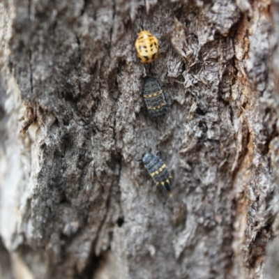 Harmonia conformis (Common Spotted Ladybird) at Kaleen, ACT - 30 Nov 2020 by maura