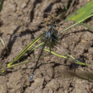 Argiolestidae (family) at Nimmo, NSW - 29 Nov 2020