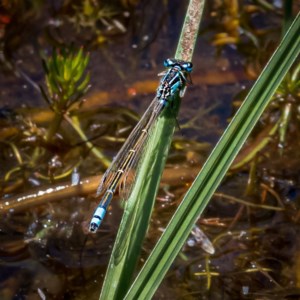 Ischnura heterosticta at Nimmo, NSW - 29 Nov 2020 12:55 PM