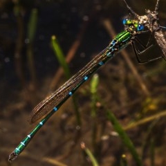 Austrolestes cingulatus at Nimmo, NSW - 29 Nov 2020