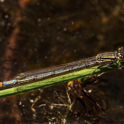 Ischnura heterosticta (Common Bluetail Damselfly) at Nimmo, NSW - 29 Nov 2020 by trevsci