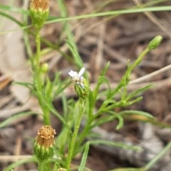 Vittadinia muelleri (Narrow-leafed New Holland Daisy) at Bass Gardens Park, Griffith - 2 Dec 2020 by SRoss