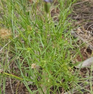 Vittadinia muelleri at Griffith, ACT - 2 Dec 2020