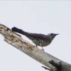 Chrysococcyx basalis (Horsfield's Bronze-Cuckoo) at Stony Creek - 1 Dec 2020 by Ct1000