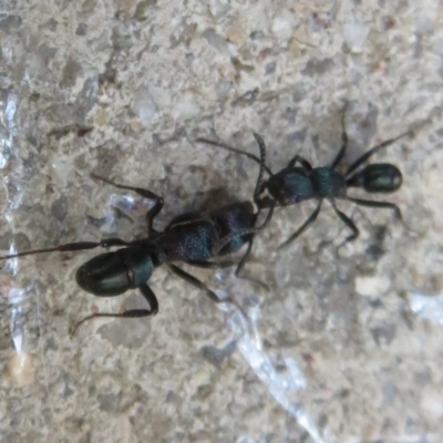 Rhytidoponera metallica (Greenhead ant) at Flynn, ACT - 2 Dec 2020 by Christine