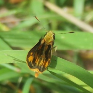 Ocybadistes walkeri at Flynn, ACT - 2 Dec 2020 04:07 PM