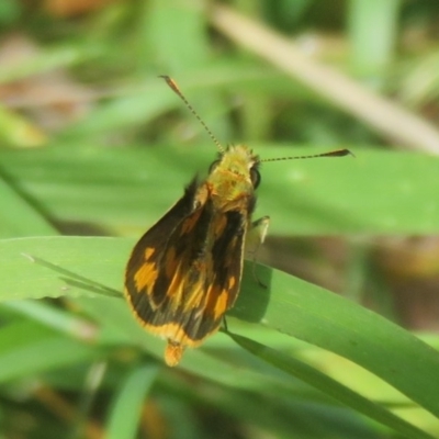 Ocybadistes walkeri (Green Grass-dart) at Flynn, ACT - 2 Dec 2020 by Christine