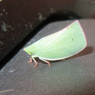 Siphanta acuta (Green planthopper, Torpedo bug) at Flynn, ACT - 2 Dec 2020 by Christine