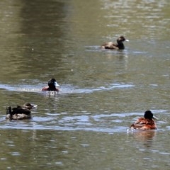 Oxyura australis (Blue-billed Duck) at Upper Stranger Pond - 2 Dec 2020 by RodDeb