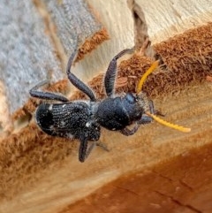 Trogodendron fasciculatum (Yellow-horned Clerid) at Mount Jerrabomberra - 2 Dec 2020 by aussiestuff