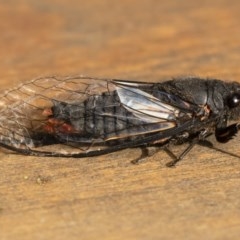 Yoyetta denisoni (Black Firetail Cicada) at Illilanga & Baroona - 1 Dec 2020 by Illilanga