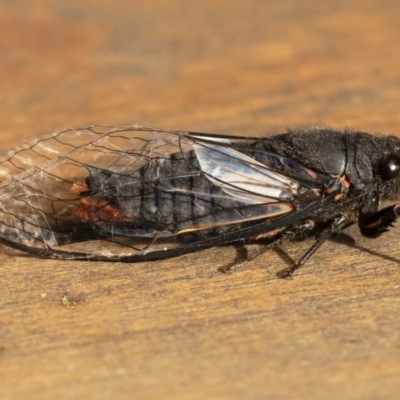 Yoyetta denisoni (Black Firetail Cicada) at Michelago, NSW - 1 Dec 2020 by Illilanga