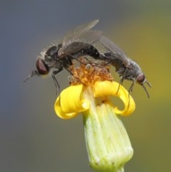 Geron sp. (genus) (Slender Bee Fly) at Acton, ACT - 24 Nov 2020 by TimL