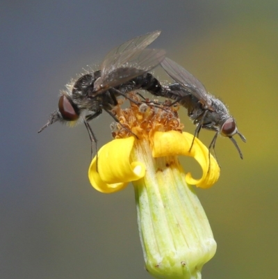 Geron sp. (genus) (Slender Bee Fly) at ANBG - 24 Nov 2020 by TimL