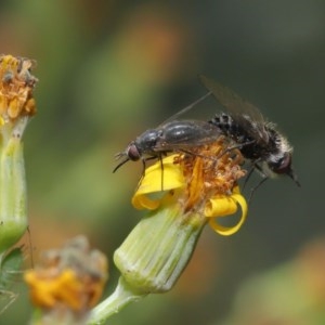 Geron sp. (genus) at Acton, ACT - 24 Nov 2020