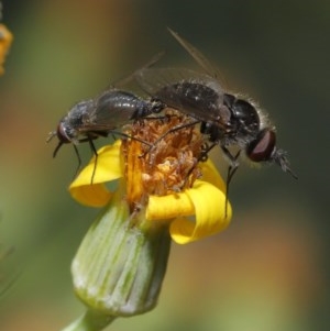 Geron sp. (genus) at Acton, ACT - 24 Nov 2020