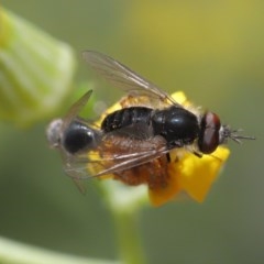 Geron sp. (genus) at Acton, ACT - 24 Nov 2020