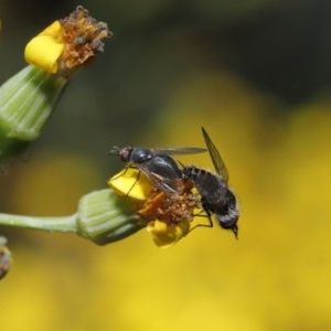 Geron sp. (genus) at Acton, ACT - 24 Nov 2020